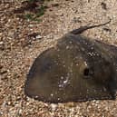 Stingray at Warsash beach. Pic Luke Cook