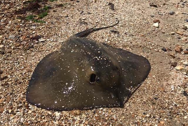 Stingray at Warsash beach. Pic Luke Cook