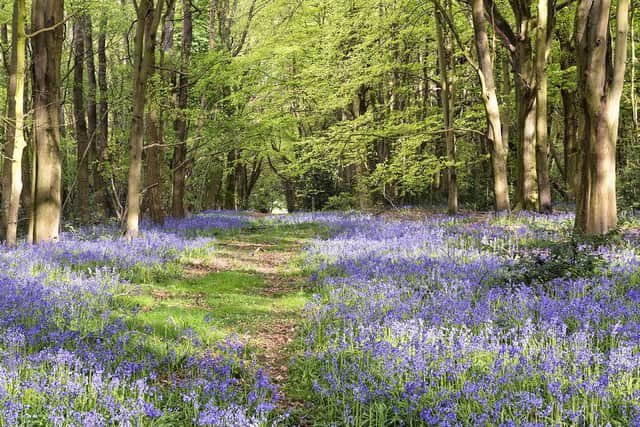 An English Bluebell Wood taken by Simon Newman.
