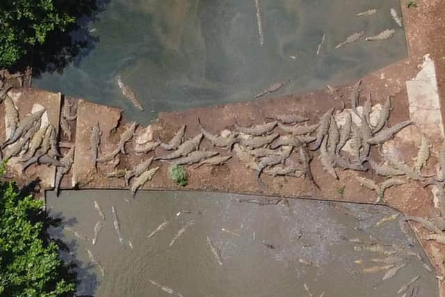 Drone photo of a crocodiles – a local hazard. Photo: Patrick McKay, UN WFP