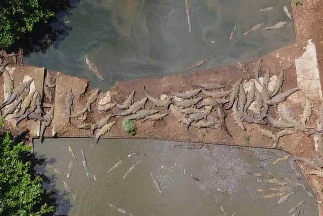 Drone photo of a crocodiles – a local hazard.  Photo: Patrick McKay, UN WFP