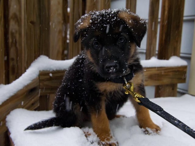 A German Shepherd will set you back around £1,055 on average. (Photo credit should read KAREN BLEIER/AFP via Getty Images)