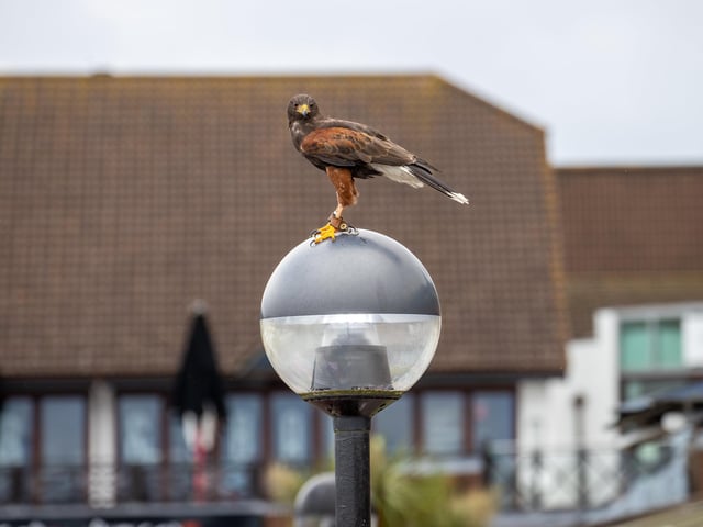 Visitors were treated to a Birds of prey display at Port Solent on Thursday, along with arts and craft for children.
Pictured - The Birds of Prey in action
Photos by Alex Shute
