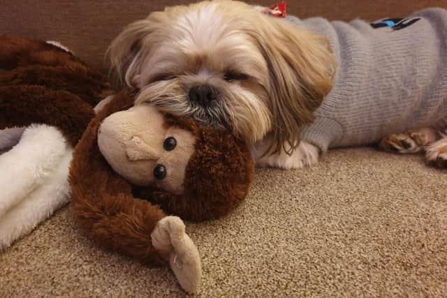 Five-year-old Shih Tzu Toby needs surgery to make him able to see again, and owners Sharon and Martin Wotherspoon are raising funds for this. Pictured: Toby