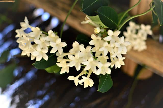 Indoor jasmine.