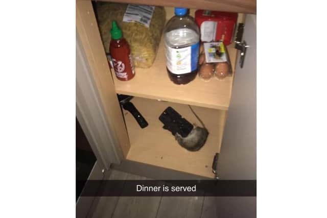 The new tenants of 14 Margate Road were shocked to discover rats just days after moving in. Picture: Tassyana Jenkins.