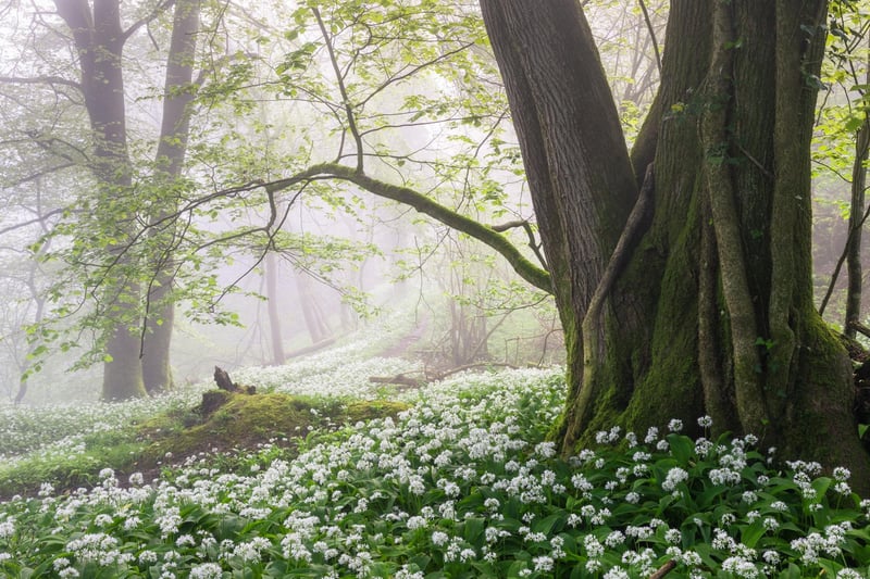 Spring category winner: Elder by Stuart East