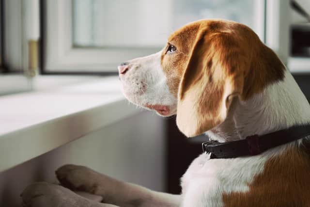 Phoenix Rehoming are looking for more foster families for dogs. (photo: Adobe)
