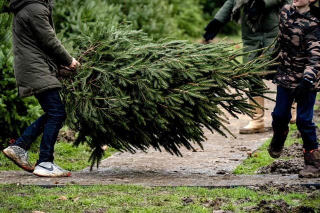Customers carry a Christmas tree at a Christmas tree farm.