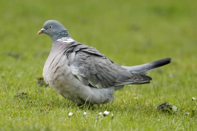 A pigeon. Picture: Shutterstock.
