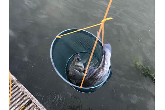 Stephanie Carpenter caught a large bass while out crabbing with her partner Andy Wilkinson and son Joseph Carpenter, 11. Pictured: The fish in the small crabbing bucket