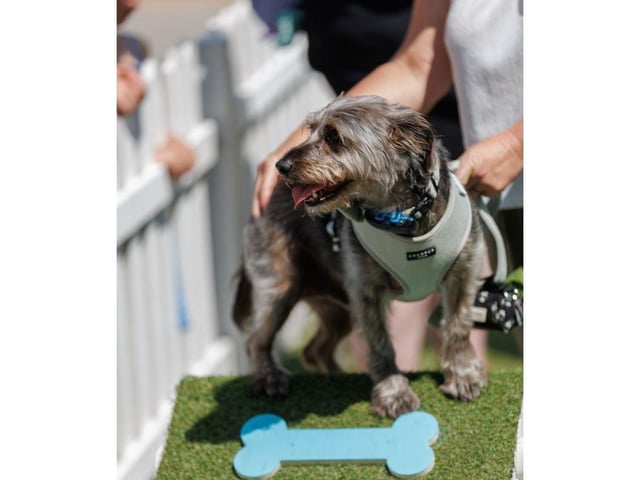 Whiteley Doggie Day took place on Saturday, May 31.