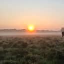 Sunrise views in the New Forest

Pic by Alex Yorke