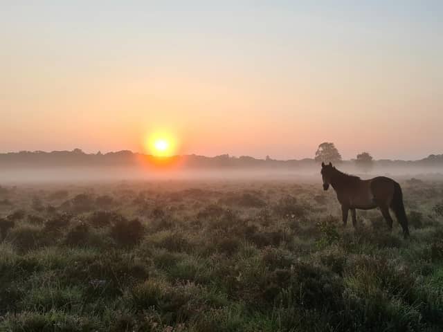 Sunrise views in the New Forest

Pic by Alex Yorke