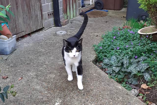 Fluffy was reunited with her owners two years after going missing, thanks to help from Gosport Cats Protection. Pictured: Fluffy on the day she was found in The Chine