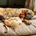The British Hen Welfare Trust is looking for a volunteer. Picture: BHWT