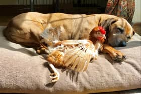 The British Hen Welfare Trust is looking for a volunteer. Picture: BHWT