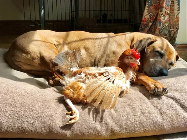 The British Hen Welfare Trust is looking for a volunteer. Picture: BHWT