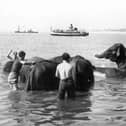 Circus elephants enjoying the sea at Southsea seafront.
