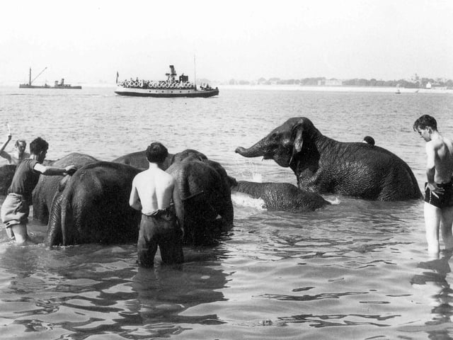 Circus elephants enjoying the sea at Southsea seafront.