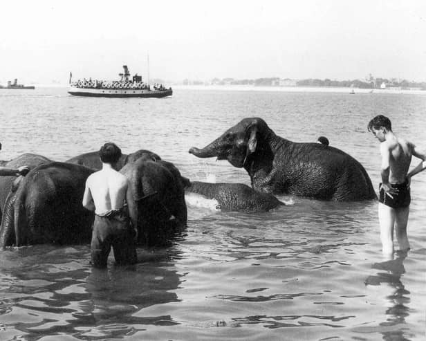 Circus elephants enjoying the sea at Southsea seafront.