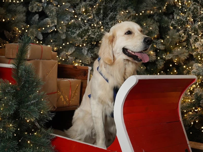 Dobbies Garden Centre in Havant is hosting a special "quiet grotto" this year to accomodate children with additional needs. There will be no loud music or twinkling lights and gift wrapping will be optional. The experience launches on Friday, December 8 from 2.30pm.
Pictures is Dobbies' "Santa Paws" grotto experience for dogs last Christmas. Picture by Stewart Attwood
Full details here: https://events.dobbies.com/event-detail/?e=4251&v=54&r=v.