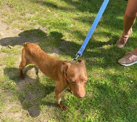 Tina the dog was dumped in a lane in Corhampton. Photo: RSPCA