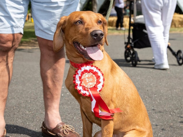 The Denmead Horticultural Society held their 73rd Village Show on saturday afternoon, with various live music acts, Punch & Judy, food and entertainment for all the family.
Pictured - Bentley came second in the Dog Show Puppy catagory
Photos by Alex Shute
