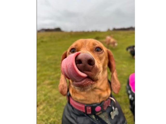Nikki Russell shared this gorgeous picture of Pablo.