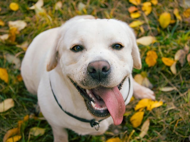 The American Kennel Club said: "Labs love to please their master and excel as guide dogs for the blind, as part of search-and-rescue teams, or in narcotics detection with law enforcement."