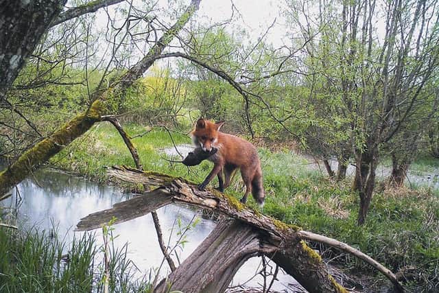 The fox with a water vole