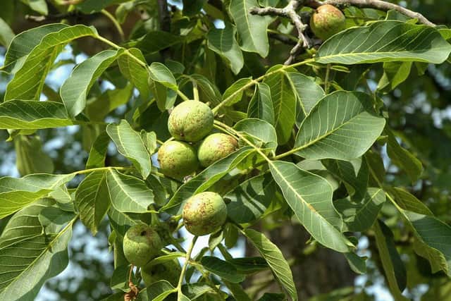 Walnut tree.
