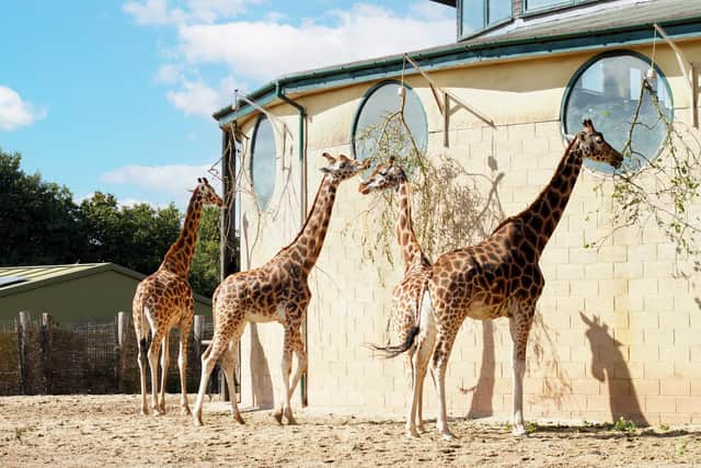 Giraffes Makeda, Mburo, Ruby and Christa at the zoo. Mburo, the three-year-old Rothschild's giraffe had previously lived at Chester Zoo. Picture: Marwell Zoo.