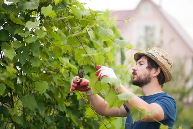 Always wear a hat when thinning grapes. Why? See below.