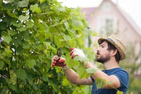 Always wear a hat when thinning grapes. Why? See below.