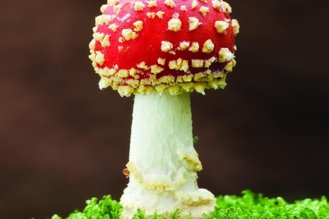 Fly Agaric (Amantia muscaria), New Forest National Park, Hampshire, England, UK