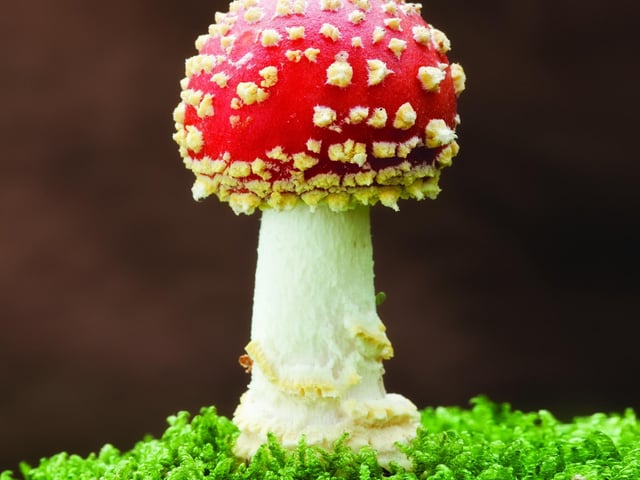 Fly Agaric (Amantia muscaria), New Forest National Park, Hampshire, England, UK