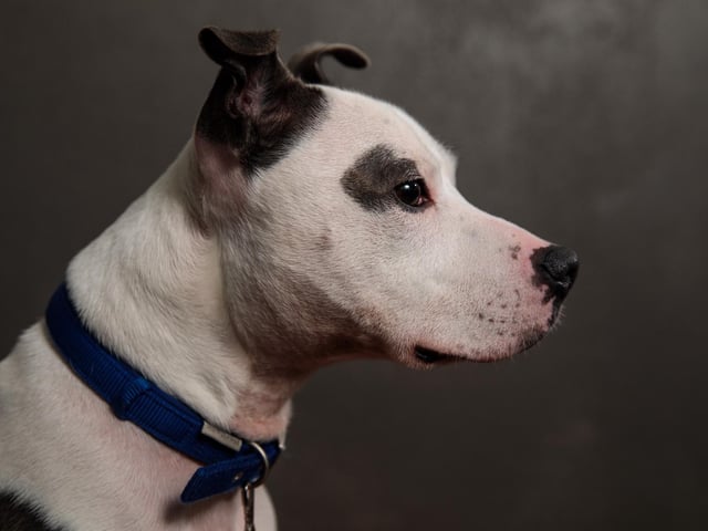 A Staffordshire Bull Terrier will set you back around £1,130 on average. (Photo by Jack Taylor/Getty Images)