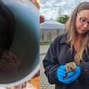 Hedgehog rescue as Hampshire Hedgehog Rescue Collective save a hedgehog stuck down a pipe.