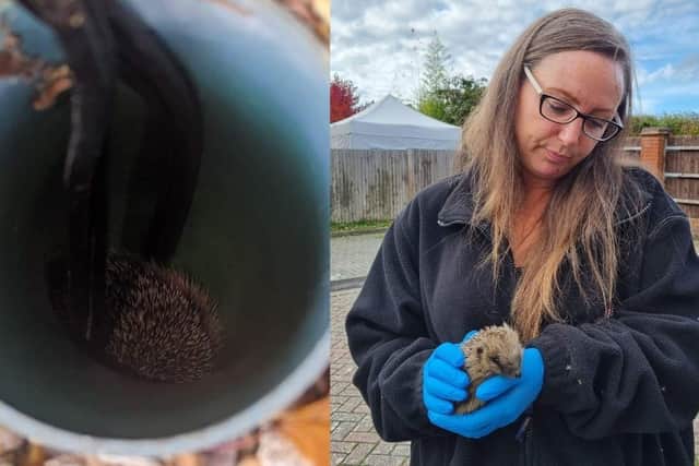 Hedgehog rescue as Hampshire Hedgehog Rescue Collective save a hedgehog stuck down a pipe.