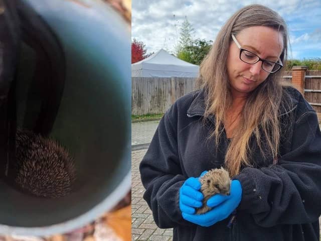 Hedgehog rescue as Hampshire Hedgehog Rescue Collective save a hedgehog stuck down a pipe.