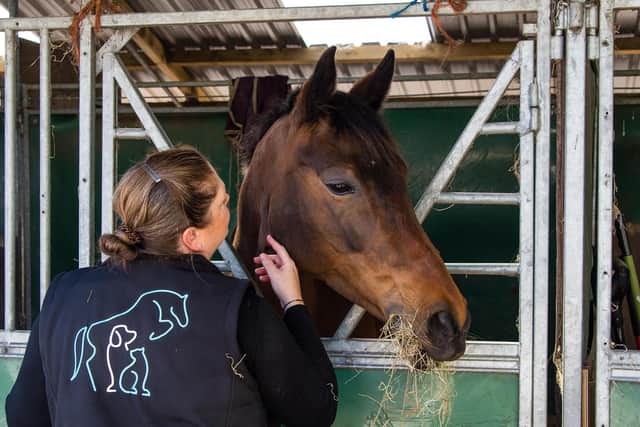 A dream career in veterinary physiotherapy is still possible - Animal News Agency