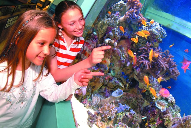 The Blue Reef Aquarium, on Southsea Seafront, is a great day out for the family. The centre has a wide variety of activities such as talks and feeds with the otters and other tropical creatures.