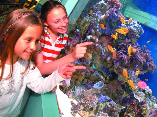 The Blue Reef Aquarium, on Southsea Seafront, is a great day out for the family. The centre has a wide variety of activities such as talks and feeds with the otters and other tropical creatures.