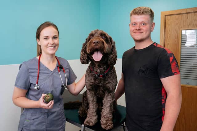 Ringo underwent life-saving surgery at St Peter’s Vets in Petersfield after swallowing the ball whole while he was playing catch with his owner.
Pictured: (left to right) Vet Abi Warby, Ringo and George Hickman, Ringo's owner.