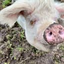 Phil is currently looking for his forever home. The three-year-old Gloucestershire Old Spot can be homed with dogs, cats and children and his full name is Philadelphia, not Phillip. 
Picture credit: The Stubbington Ark
