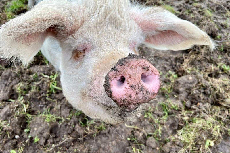 Phil is currently looking for his forever home. The three-year-old Gloucestershire Old Spot can be homed with dogs, cats and children and his full name is Philadelphia, not Phillip.
Picture credit: The Stubbington Ark