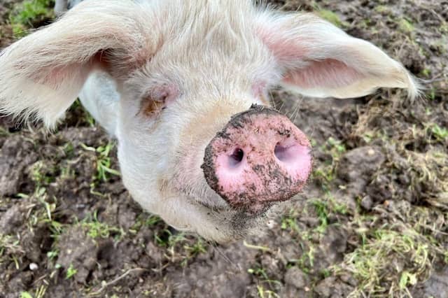 Phil is currently looking for his forever home. The three-year-old Gloucestershire Old Spot can be homed with dogs, cats and children and his full name is Philadelphia, not Phillip.
Picture credit: The Stubbington Ark