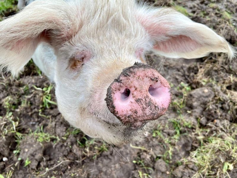 Phil is currently looking for his forever home. The three-year-old Gloucestershire Old Spot can be homed with dogs, cats and children and his full name is Philadelphia, not Phillip. 
Picture credit: The Stubbington Ark