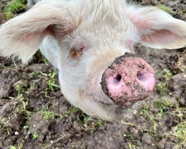 Phil is currently looking for his forever home. The three-year-old Gloucestershire Old Spot can be homed with dogs, cats and children and his full name is Philadelphia, not Phillip. 
Picture credit: The Stubbington Ark